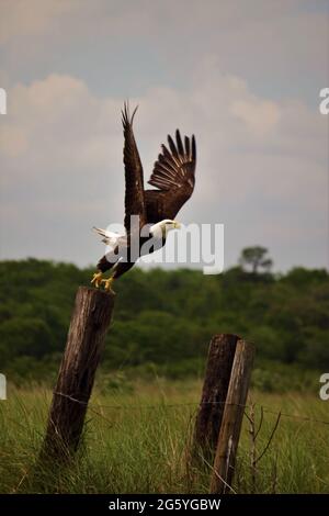 A bald eagle streaching for a taking off from a fence post on a lake in Flordia Stock Photo