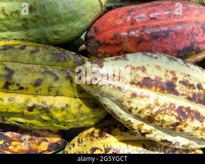 Whole cacao pods on display. Stock Photo