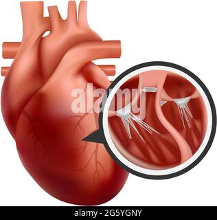 3d human heart with cross-section close-up. Realistic heart illustration Stock Vector