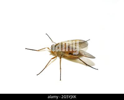 Marsh snipe fly Rhagio tringarius isolated on white background Stock Photo