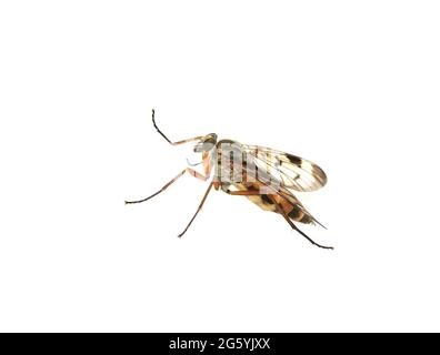 Downlooker snipefly Rhagio scolopaceus isolated on white background Stock Photo