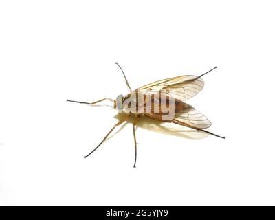 Marsh snipe fly Rhagio tringarius isolated on white background Stock Photo