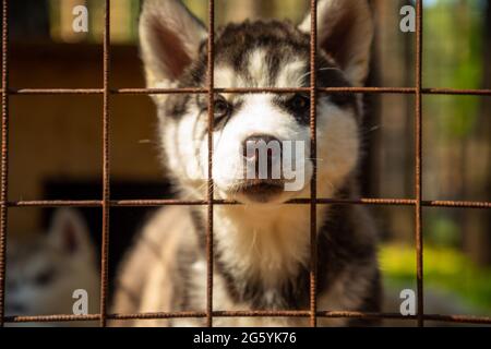 dog cage for husky