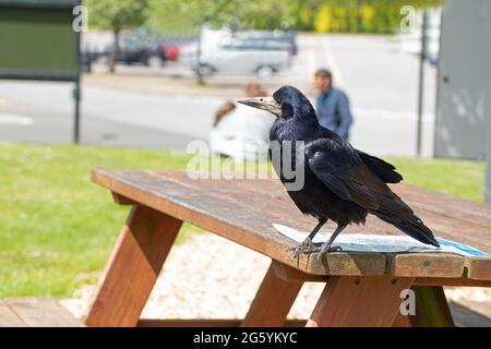 Rook (Corvus frugilegus). Standing on a picnic table at a motorway service station, waiting to pick up and scavenge waste food that is left by humans. Stock Photo
