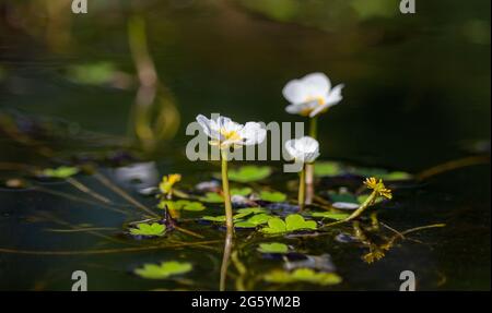 Detail of white blossom water crowfoot, batrachium aquatile on small pond, Czech republic Stock Photo