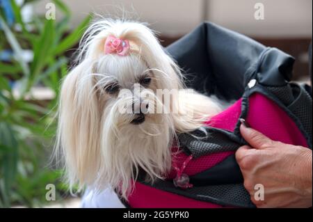Cute puppy in bag hold by her owner Stock Photo