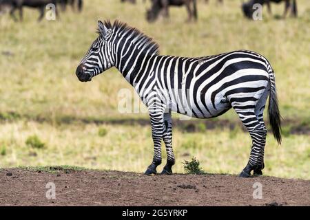 Young zebra, equus quagga stands on a mound in the Masai mara during the annual great migration. Wildebeest can be seen grazing the lush grass in the Stock Photo