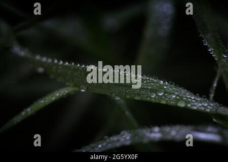 Dewdrops in a line on a blade of grass Stock Photo