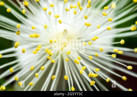 Common myrtle (Myrtus Communis) Stock Photo