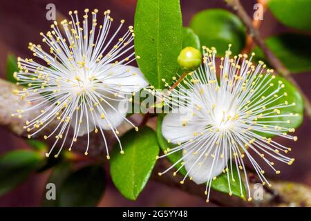 Common myrtle (Myrtus Communis) Stock Photo