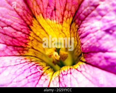 Painted Tongue (Salpiglossis Sinuata) - palito amargo, Salpiglossis, scalloped tube tongue, Solanaceae, velvet trumpet flower Stock Photo