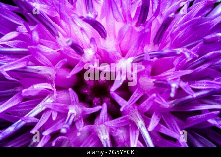 Curly plumeless thistle (Carduus crispus) Close UP Stock Photo
