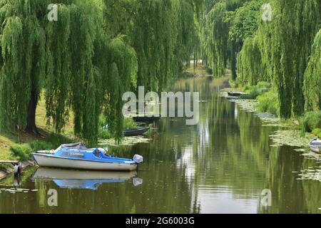 Boats moored to the shore in the shade of willows. Day. Stock Photo