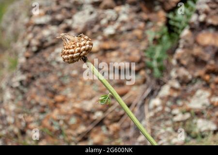 Dry flower bud without leaves on blurred background. Horizontal image. Stock Photo