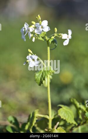 Beautiful closeup vertical view of milkmaids (Cardamine californica) tiny white flowers on green blurry background in Ballawley Park, Sandyford Dublin Stock Photo