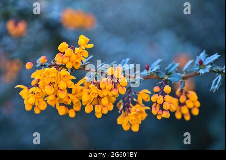 Beautiful closeup spring morning view of orange Darwin’s barberry (Berberis darwinii) flowers with dark green leaves growing in Ballinteer, Dublin Stock Photo