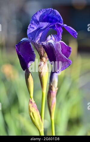 Beautiful bright blurry closeup vertical view of single dark blue Iris flower with super hydrophobic petals, Ballinteer, Dublin, Ireland. Soft focus Stock Photo