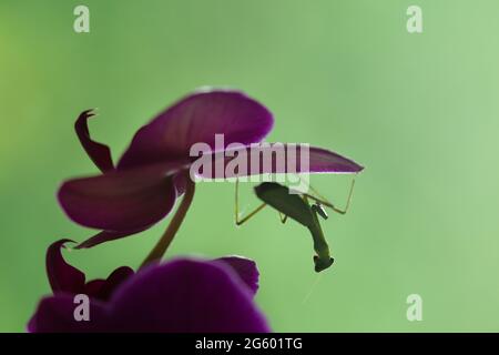 A green praying mantis perched upside down on a purple butterfly orchid with nature green background Stock Photo