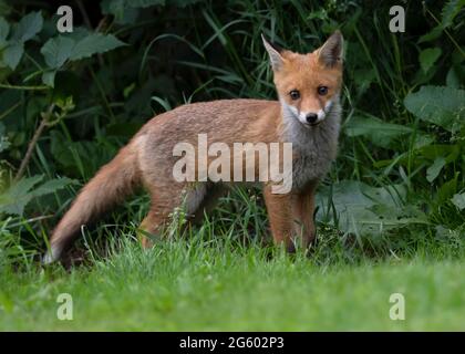 A wild Red Fox cub (Vulpes vulpes) emerging from the undergrowth, Warwickshire Stock Photo