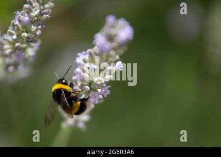 bumblebee on lavender flower Stock Photo