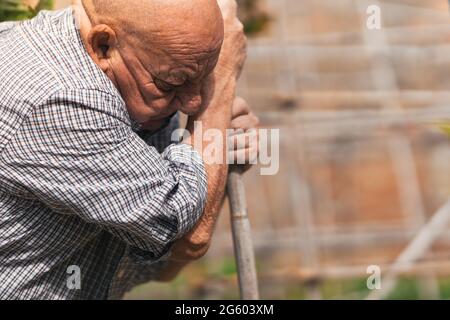 Profile of elder man working in an orchard Stock Photo