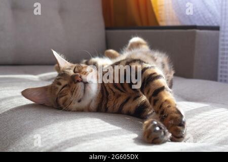 Bengal cat lying on sofa and smiling. Stock Photo