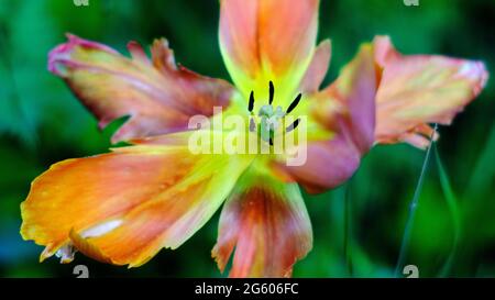 Berlin, Germany. 30th May, 2021. A faded tulip in the Luisenstadt cemetery. Credit: Stefan Jaitner/dpa/Ģ����ý Live News Stock Photo