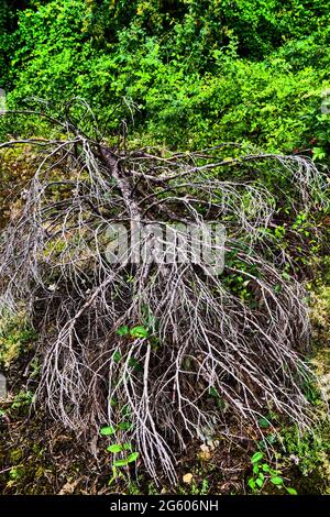 Dead felled tree in an abandoned garden, Conceptual photography, France Stock Photo