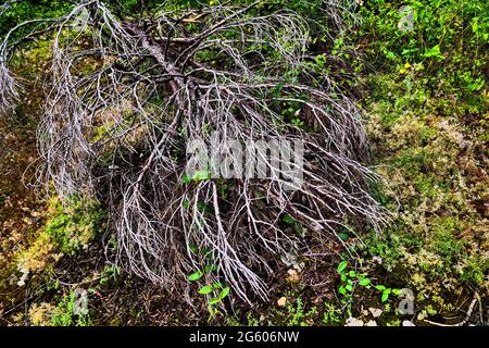Dead felled tree in an abandoned garden, Conceptual photography, France Stock Photo