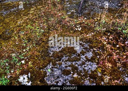 Concrete slab covered with mousses and lichens, conceptual photography, France Stock Photo