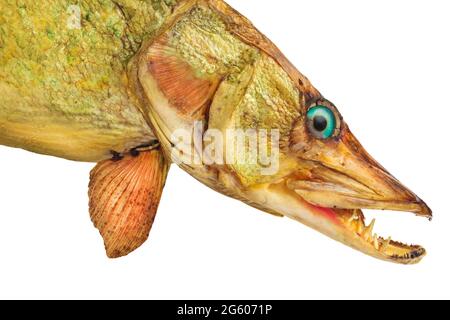Antique stuffed and mounted northern pike fish isolated on a white background Stock Photo