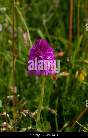 The Pyramidal Orchid has rosy purple flower heads that are dense conical spikes. In the North they become a plant of coastal areas Stock Photo