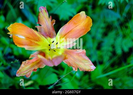 Berlin, Germany. 30th May, 2021. A faded tulip in the Luisenstadt cemetery. Credit: Stefan Jaitner/dpa/Ģ����ý Live News Stock Photo