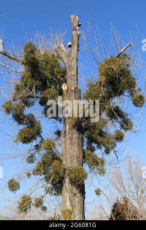 Viscum album, Mistletoe, Loranthaceae. Wild plant shot in spring. Stock Photo