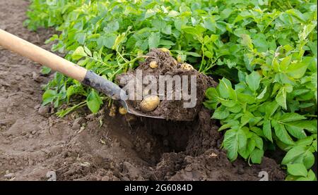 Shovel and freshly picked potatoes in the field. Harvesting, harvest ...