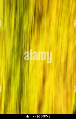 Image of trees using Intentional Camera Movement (ICM) Stock Photo