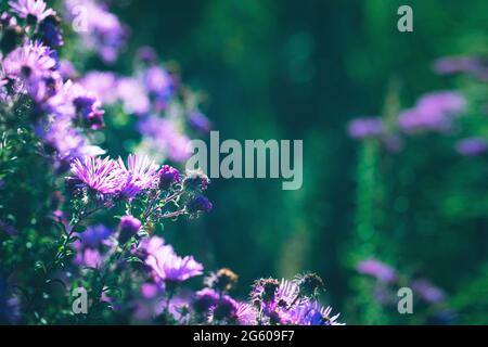 Summer meadow with purple flowers Stock Photo