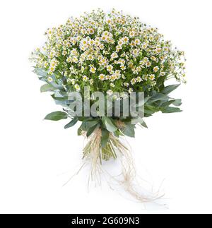 huge Matricaria chamomilla bouquet isolated on white background. luxury ...