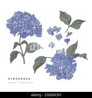 Hand draw vector hydrangea flowers illustration. Botanical floral card on white background Stock Vector