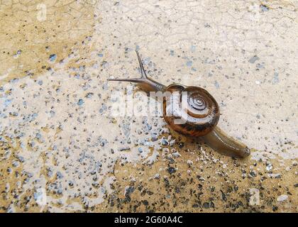 Scenic view of a little snail climbing on the wet floor Stock Photo