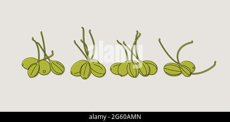 Vector illustration pickled capers - vintage linear style Stock Vector