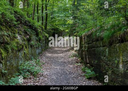 Forest path with trees over stone walls Stock Photo