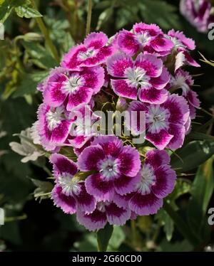Pink Sweet William (dianthus barbatus) Stock Photo