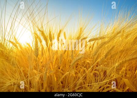 Ripe barley ears in a field, dramatic wide angle closeup Stock Photo