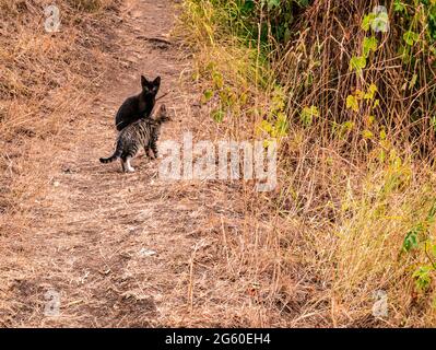 Two little kittens on the footpath Stock Photo