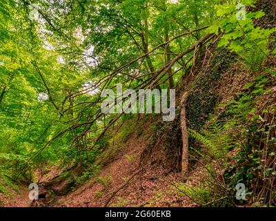 Old dry tree hanging on the side of a forest ravine with a creek Stock Photo