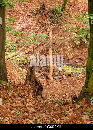The trunk of an old tree lying across the stream in a small ravine. View framed by trees on the sides. Stock Photo