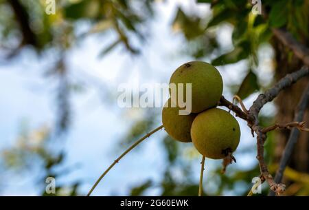 Three green walnuts in a cluster hang on a tree in southwest Missouri against a defocused blue sky background providing copy space. Stock Photo