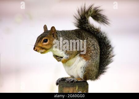 A grey squirrel on a wooden post Stock Photo