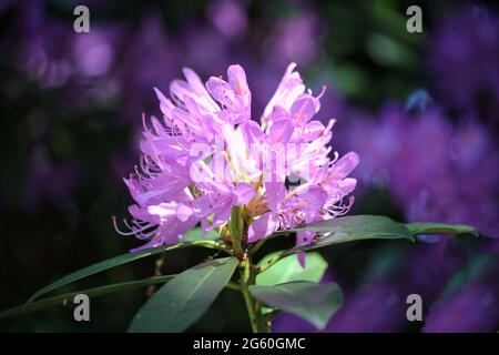 Rhododendron flowers in Spring Stock Photo